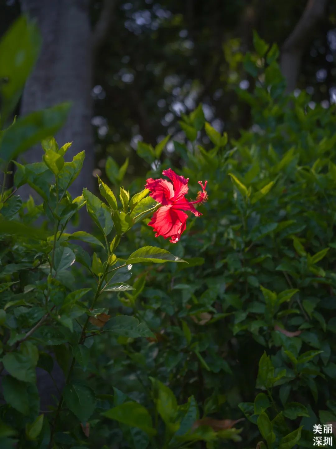 七月花历 | 夏虫鸣唱，蝉声鼓乐，七月夏花绚烂盛放