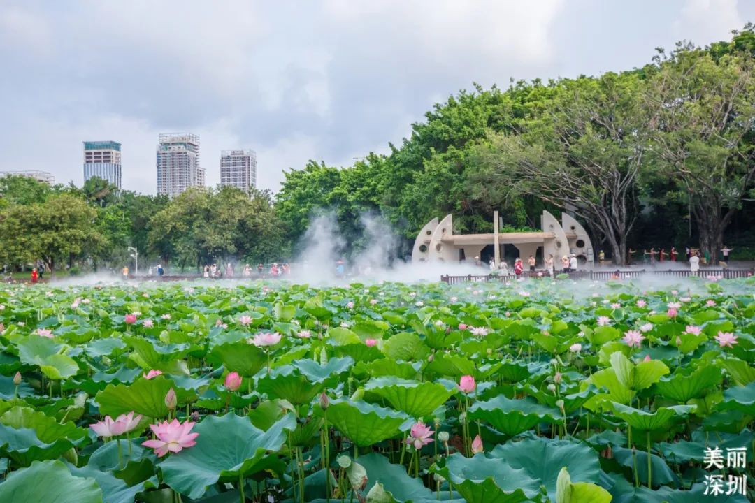 七月花历 | 夏虫鸣唱，蝉声鼓乐，七月夏花绚烂盛放