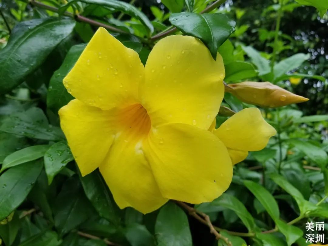 七月花历 | 夏虫鸣唱，蝉声鼓乐，七月夏花绚烂盛放