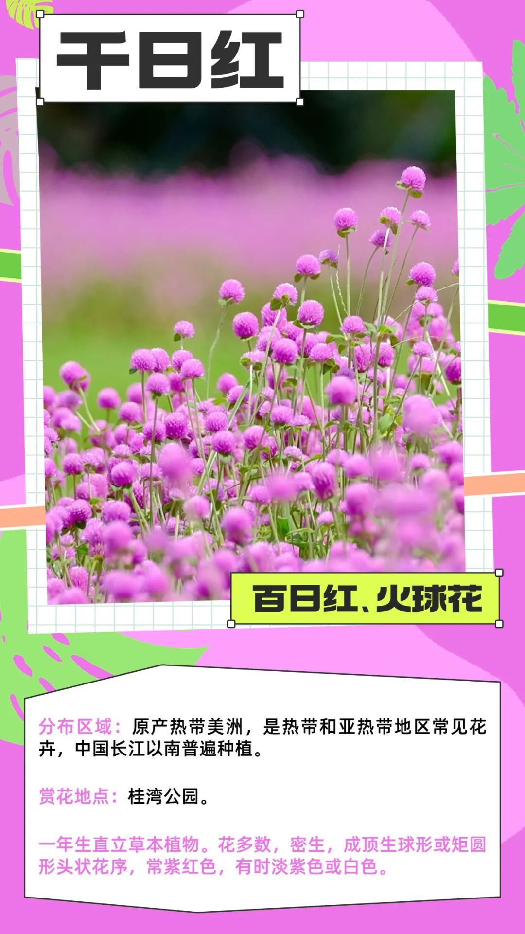 七月花历 | 夏虫鸣唱，蝉声鼓乐，七月夏花绚烂盛放