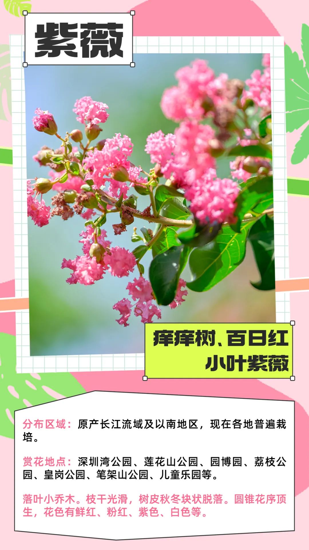 七月花历 | 夏虫鸣唱，蝉声鼓乐，七月夏花绚烂盛放