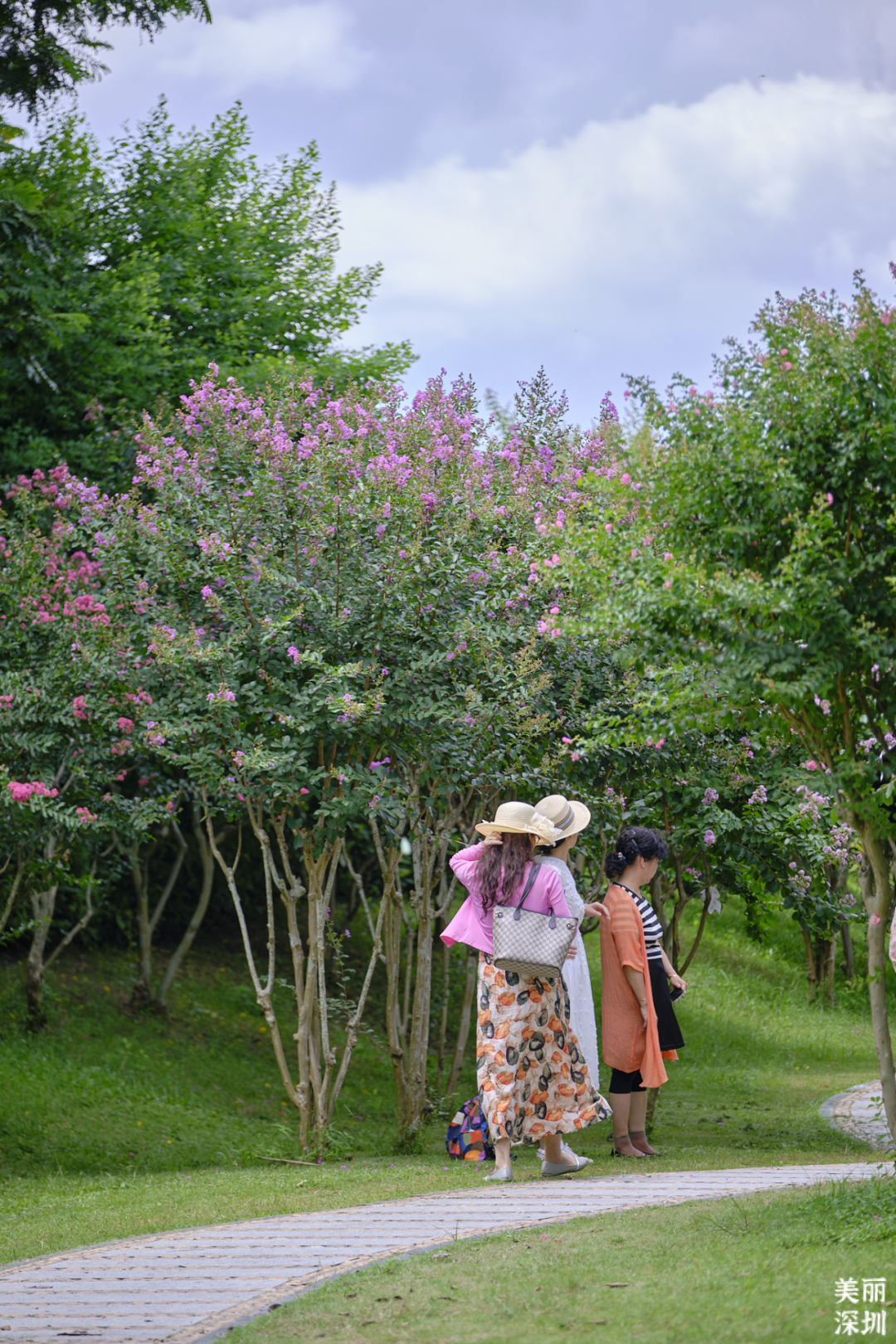 七月花历 | 夏虫鸣唱，蝉声鼓乐，七月夏花绚烂盛放