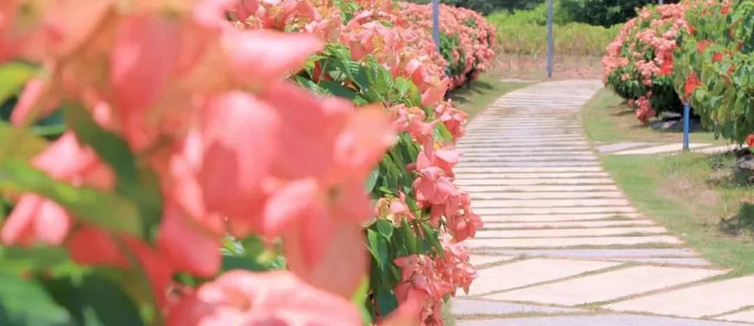 深圳版“莫奈花园”，藏着一个粉色花海