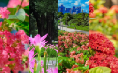 深圳8月花历 | 用脚步感受深圳公园里的鸟语花香