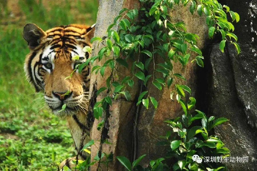深圳野生动物园+湾区之光摩天轮特价门票来了！一票嗨玩深圳两大热门景点！