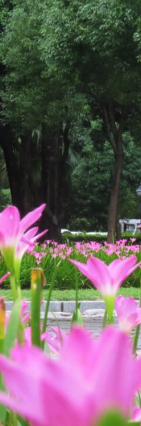 8月花历 | Parkwalk：用脚步感受深圳公园里的鸟语花香