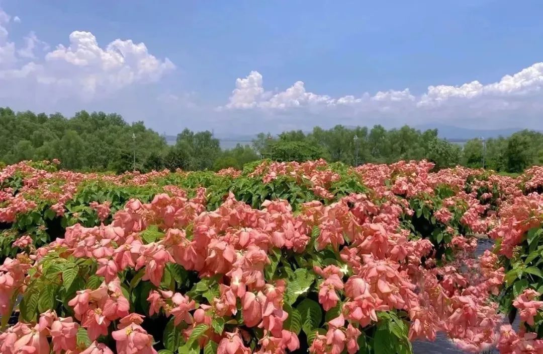 深圳版“莫奈花园”，藏着一个粉色花海