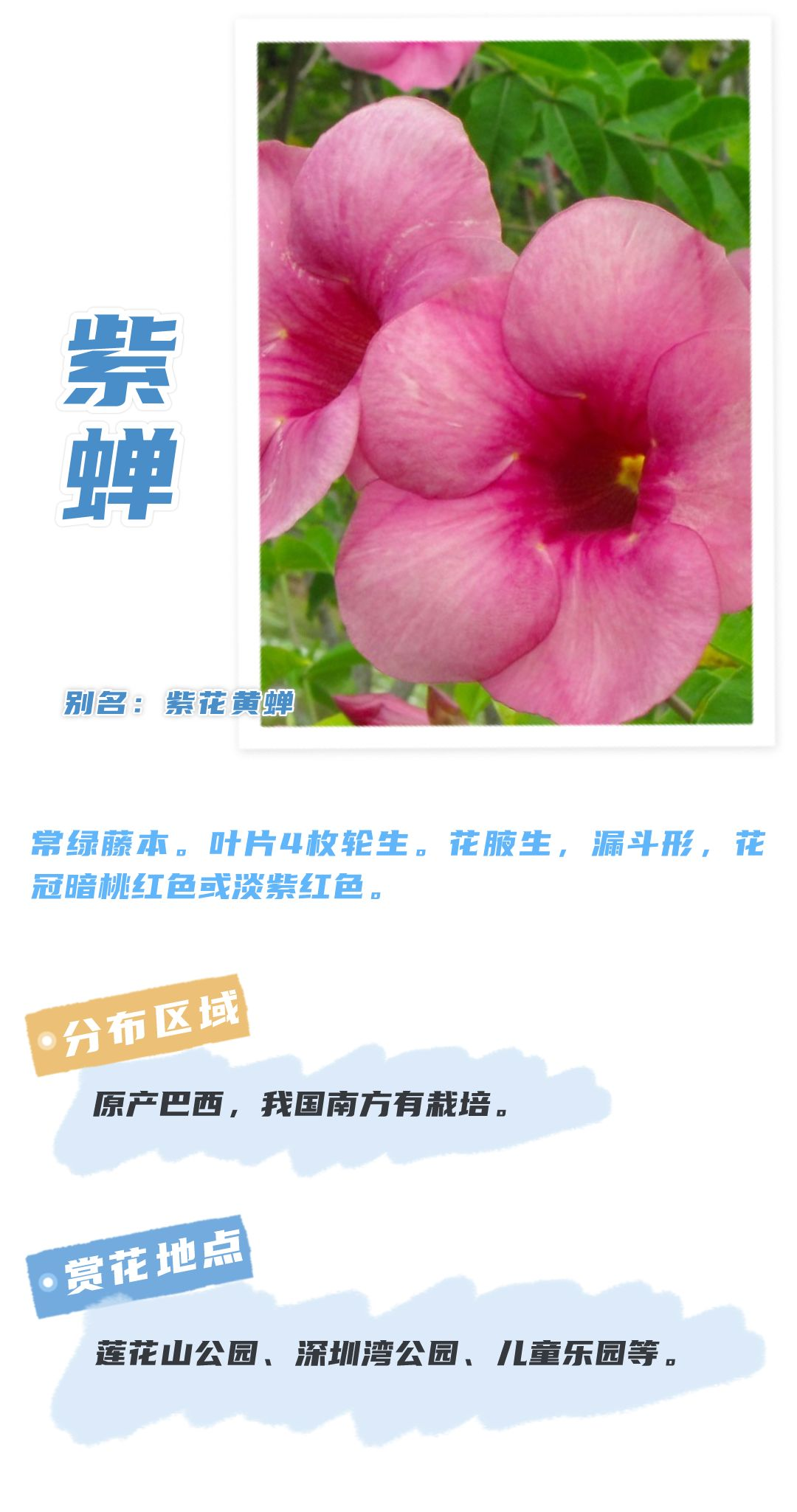 8月花历 | Parkwalk：用脚步感受深圳公园里的鸟语花香