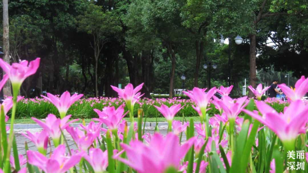 8月花历 | Parkwalk：用脚步感受深圳公园里的鸟语花香