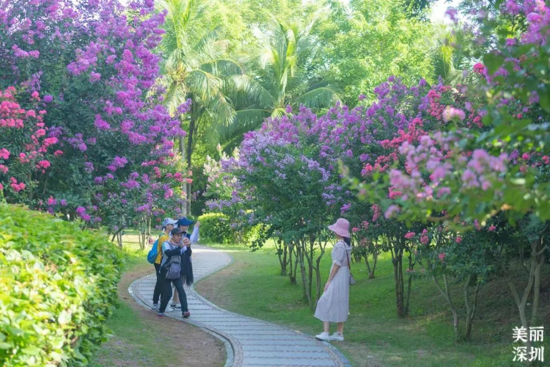 8月花历 | Parkwalk：用脚步感受深圳公园里的鸟语花香