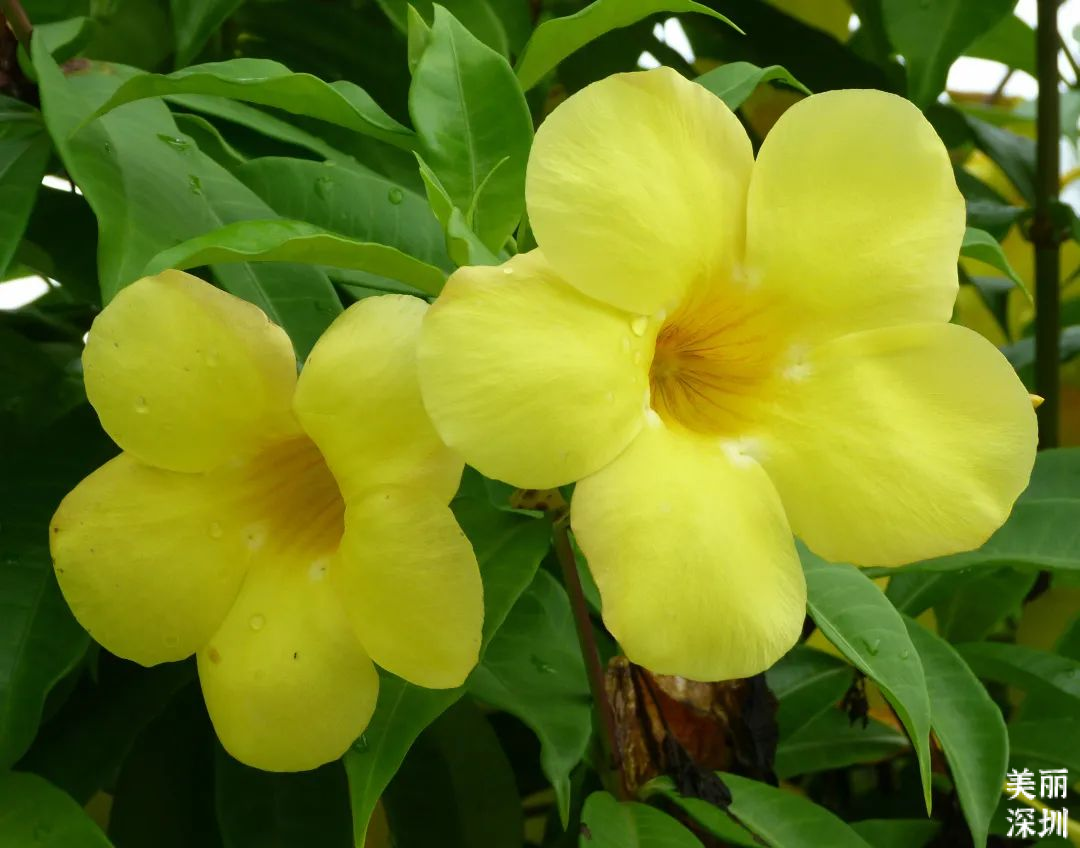 10月花历 | 鹏城花开正艳，秋日赏花正当时