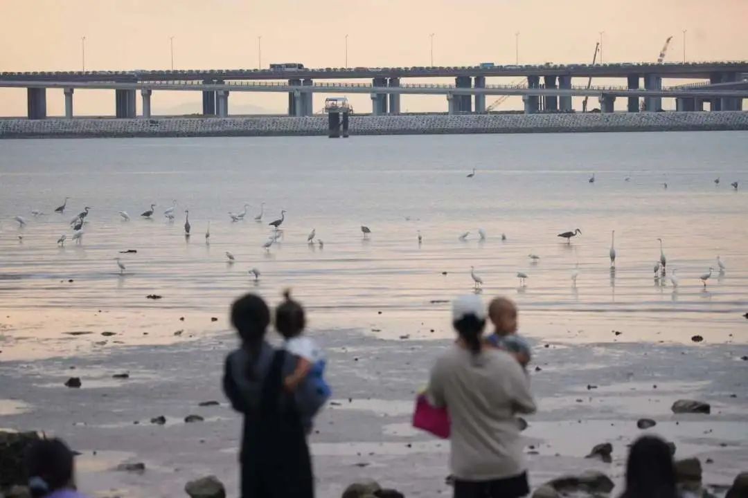 黄金观鸟季来了！宝安这些地方可以看→