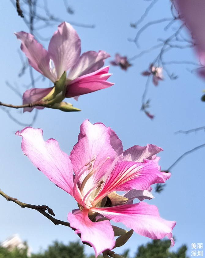 10月花历 | 鹏城花开正艳，秋日赏花正当时