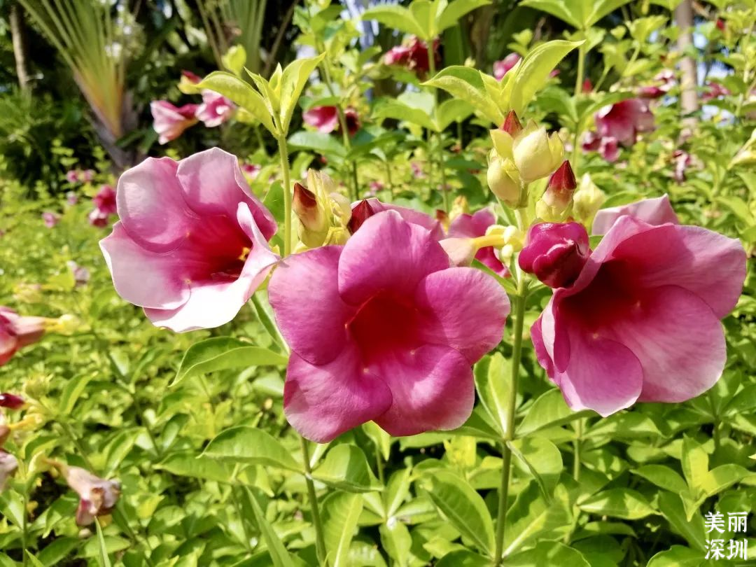 10月花历 | 鹏城花开正艳，秋日赏花正当时