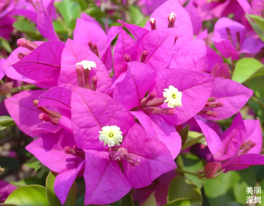 10月花历 | 鹏城花开正艳，秋日赏花正当时