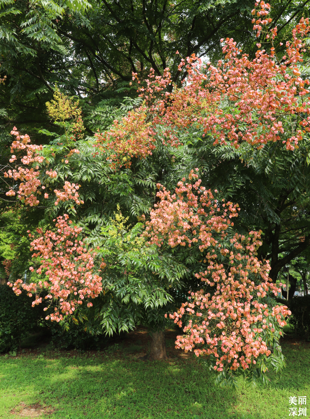 10月花历 | 鹏城花开正艳，秋日赏花正当时