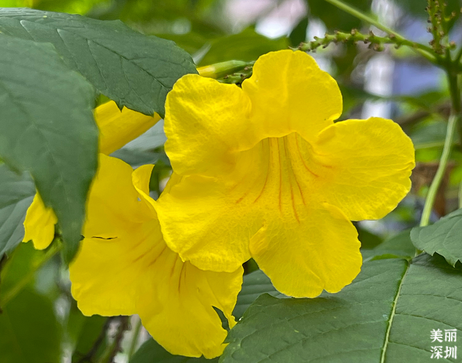 10月花历 | 鹏城花开正艳，秋日赏花正当时