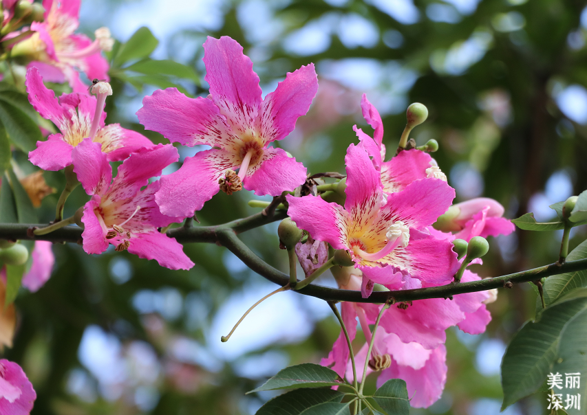 10月花历 | 鹏城花开正艳，秋日赏花正当时