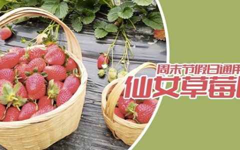【南山西丽·草莓采摘】39.9元抢『仙女草莓园』2大2小草莓采摘套餐（可带走1斤）；多种蔬果采摘，天然亲子乐园等你来！