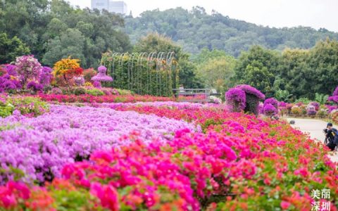 2023深圳簕杜鹃花展来啦~ 邀你邂逅秋天最美的花海