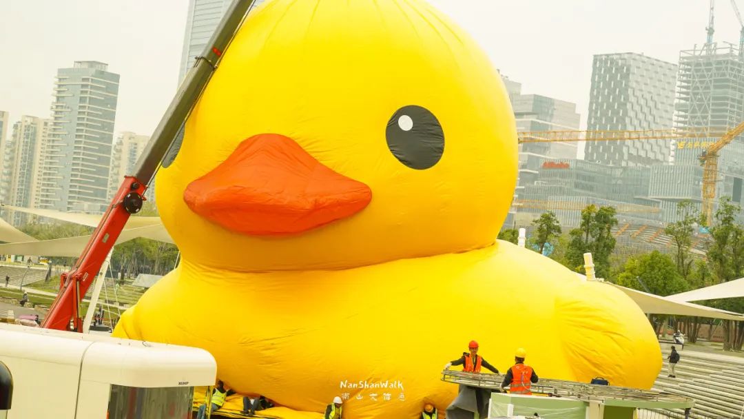嘎嘎嘎～巨型大黄鸭来啦，即将“遨游”深圳湾！