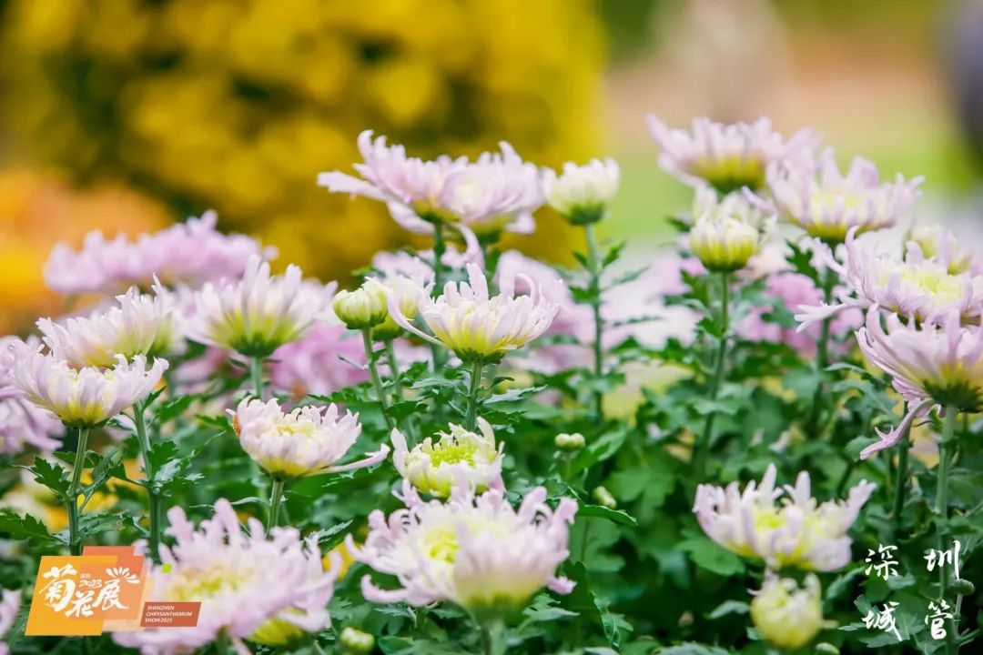 缤纷醉人眼，赏菊正当时，第39届深圳菊花展来啦~