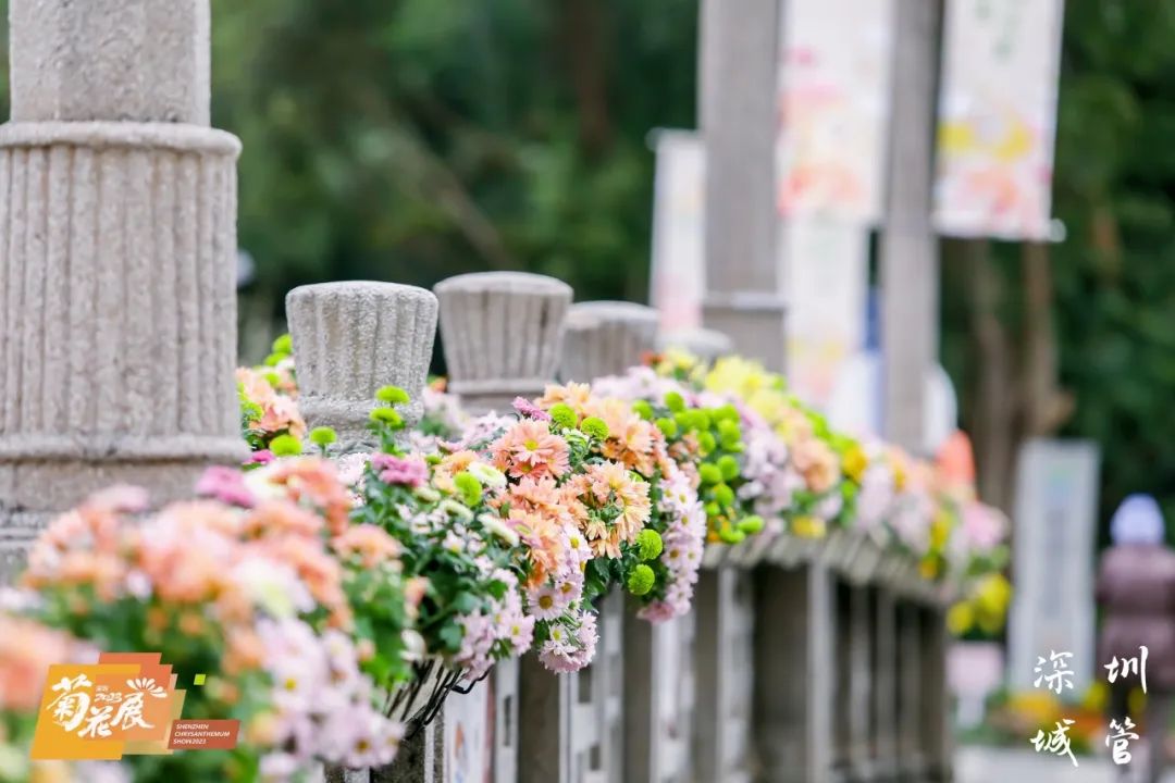 缤纷醉人眼，赏菊正当时，第39届深圳菊花展来啦~