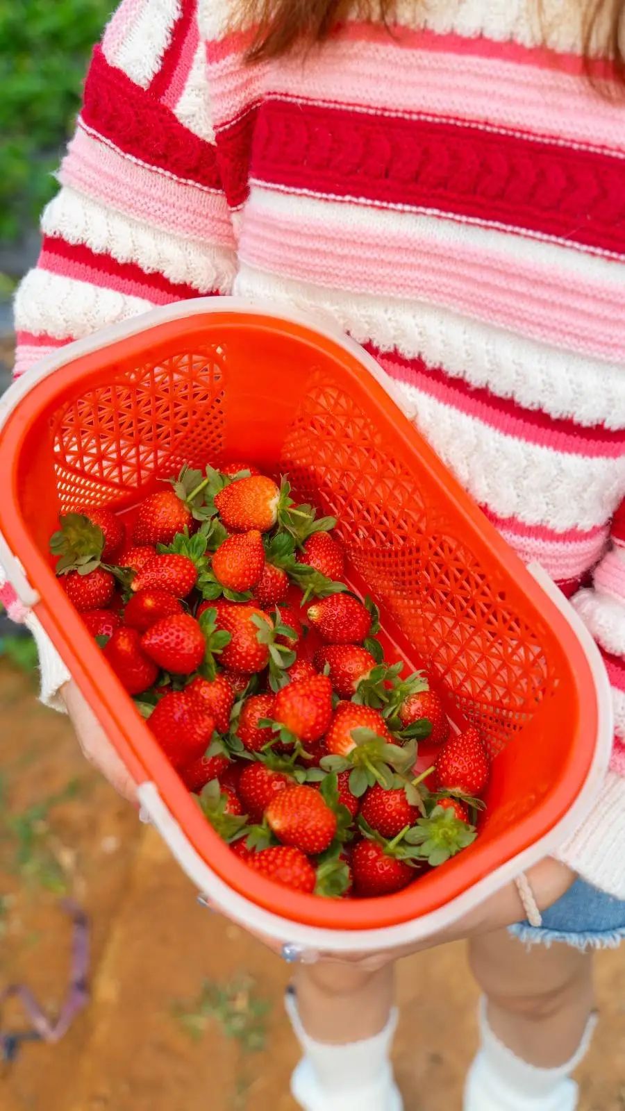 周末节假日通用！有效期到明年3月底！26.9元罗田生态草莓园：2大2小草莓采摘票，可带走1斤奶油草莓