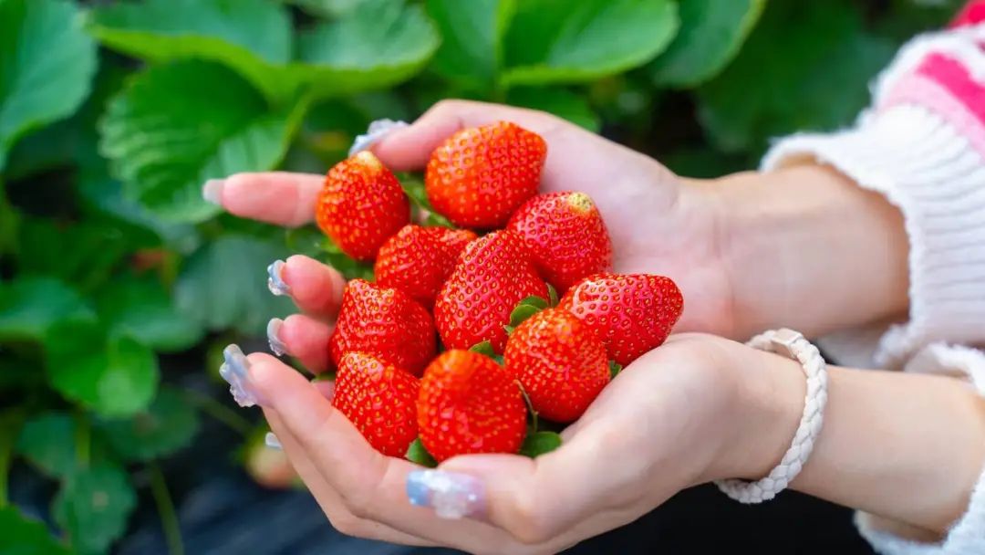 周末节假日通用！有效期到明年3月底！26.9元罗田生态草莓园：2大2小草莓采摘票，可带走1斤奶油草莓
