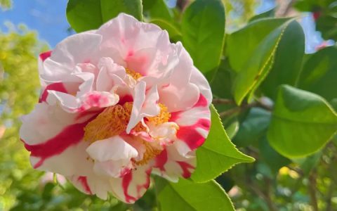 茶花正开，这里的满园春色关不住啦~