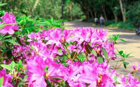 赏花点+1！这个周末，来这里追花游园→
