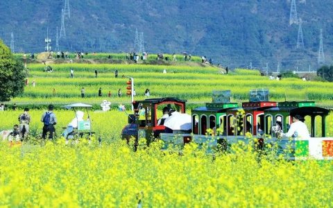 油菜花海灿若金，游人如织打卡忙——光明欢乐田园千亩油菜花海邀您来赏！