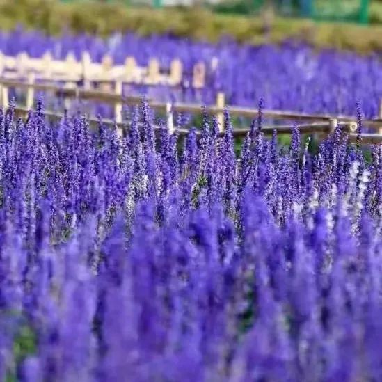 大鹏·赏花记 | 春意正浓，莫负满园庭芳菲