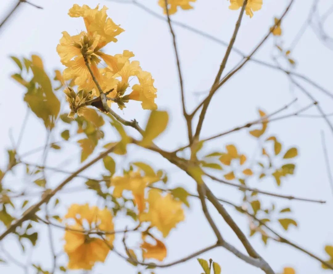 大鹏·赏花记 | 春意正浓，莫负满园庭芳菲