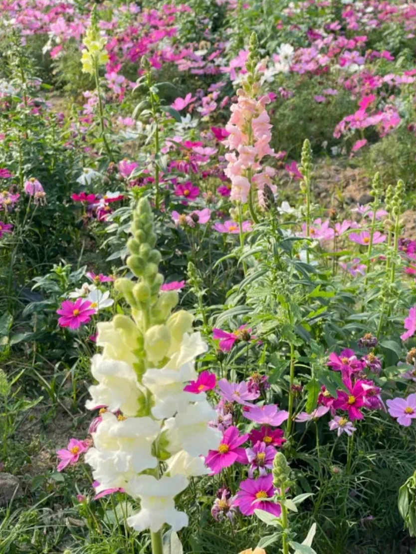 大鹏·赏花记 | 春意正浓，莫负满园庭芳菲