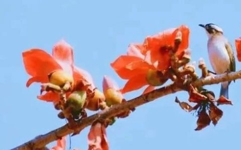 春意正浓，莫负满园庭芳菲，来大鹏赏花