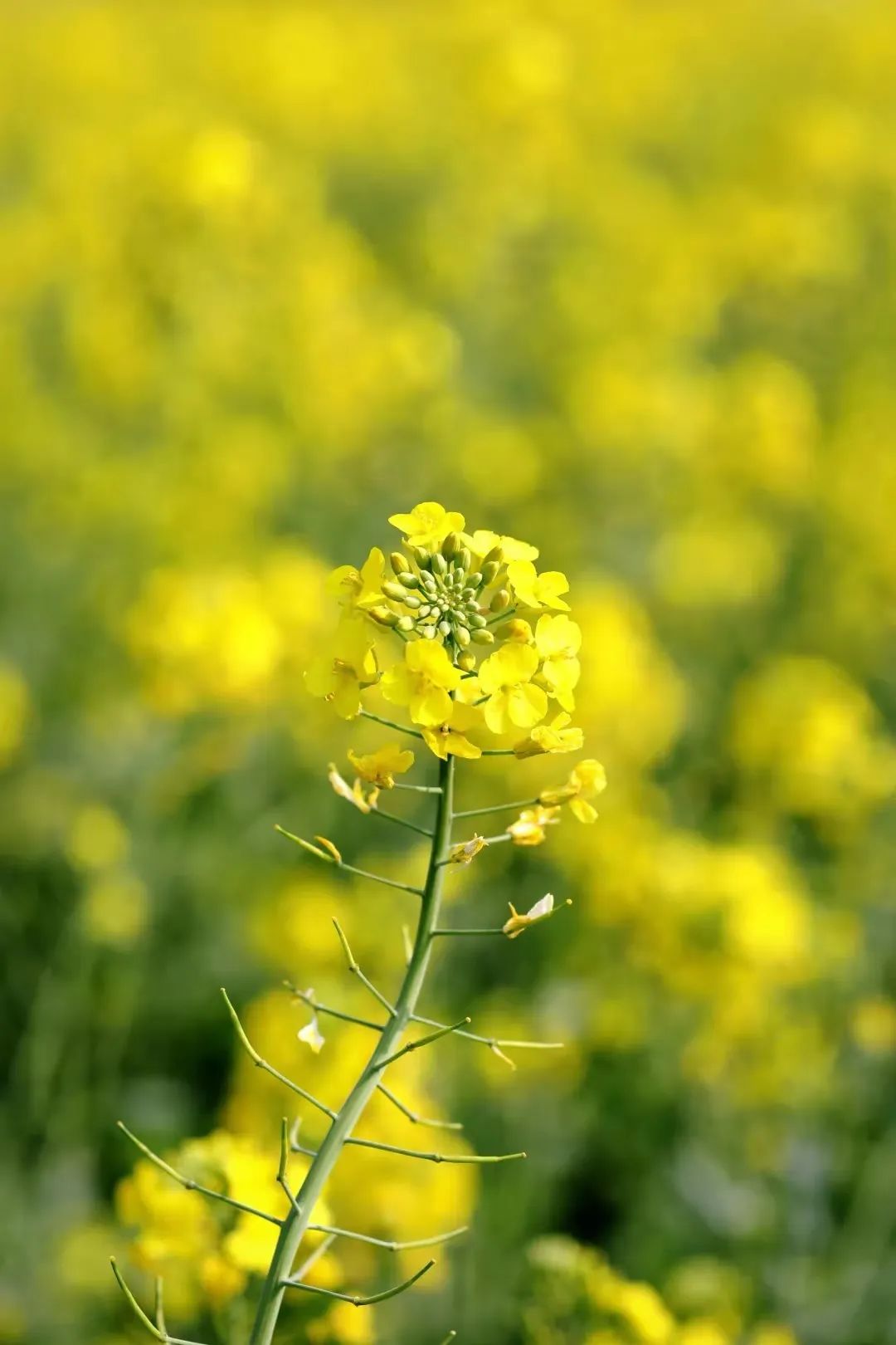 大鹏·赏花记 | 春意正浓，莫负满园庭芳菲