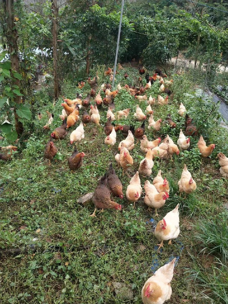 【广东省内顺丰包邮】肉质鲜香有嚼劲！99元抢酥到骨头里的清远走地鸡2只！