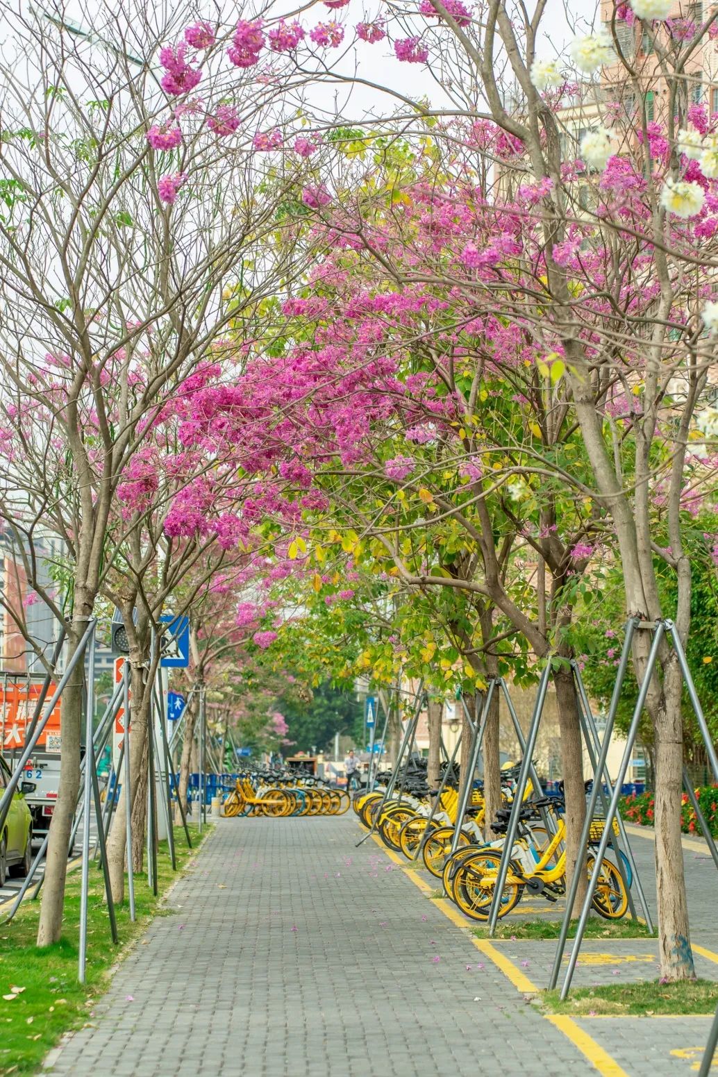 一起走花路吧！向光明出发~