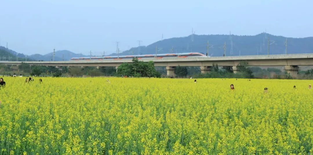 深圳油菜花又双叒叕开啦！草莓特惠也来啦！