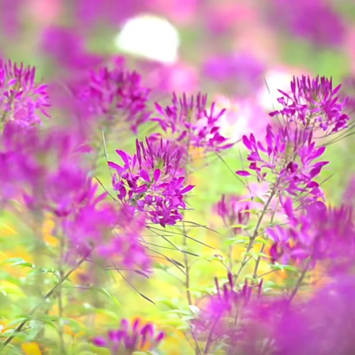 大鹏·赏花记 | 春意正浓，莫负满园庭芳菲