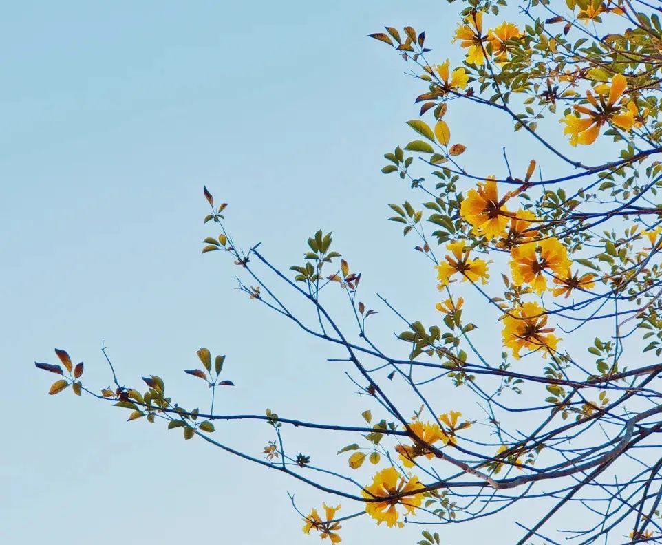 大鹏·赏花记 | 春意正浓，莫负满园庭芳菲