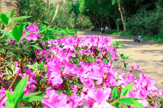 踏春赏花正当时！周日来笔架山公园约吗？