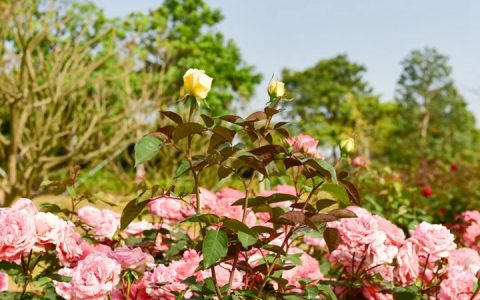 『三月限定花海』即将惊艳上线！