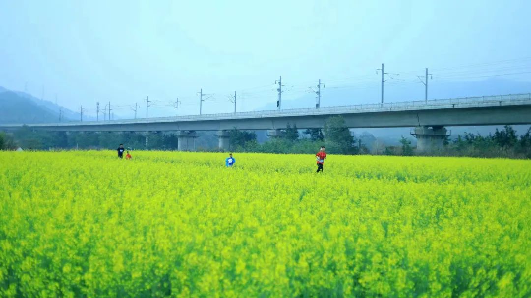 深圳油菜花又双叒叕开啦！草莓特惠也来啦！