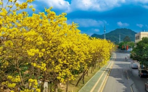 春季赏花踏青向光明出发~
