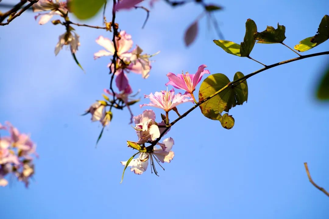 一起走花路吧！向光明出发~