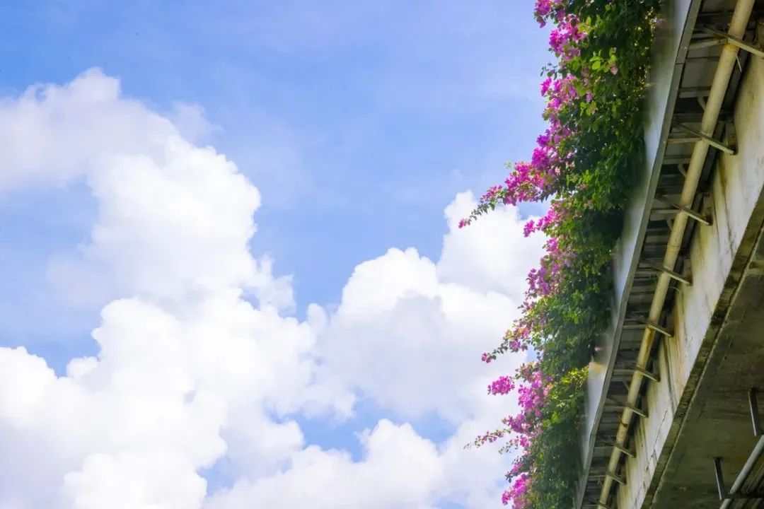 龙舟竞速，生态漫步！端午来看大沙河美如画
