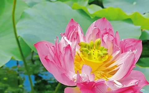 “荷”日共君赏——2024深圳荷花赏开幕！