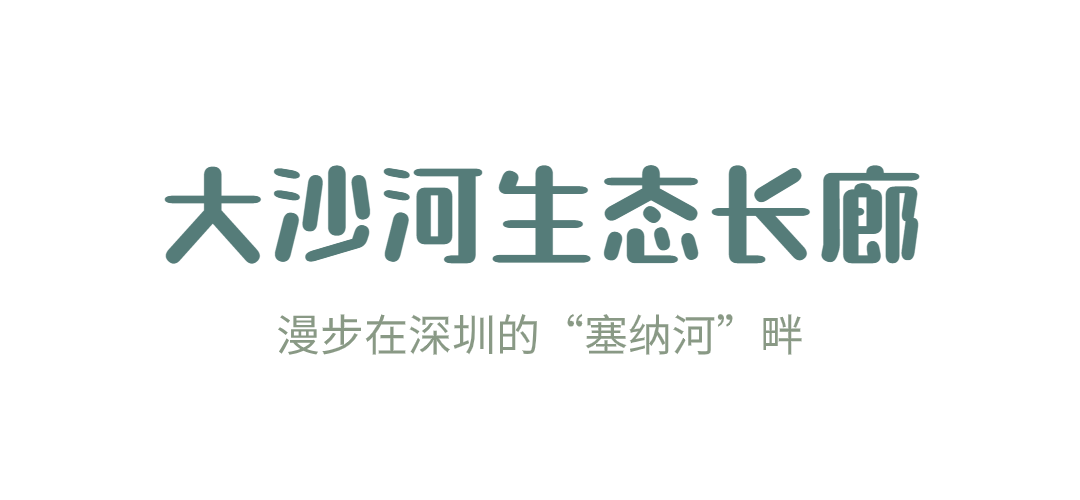 龙舟竞速，生态漫步！端午来看大沙河美如画
